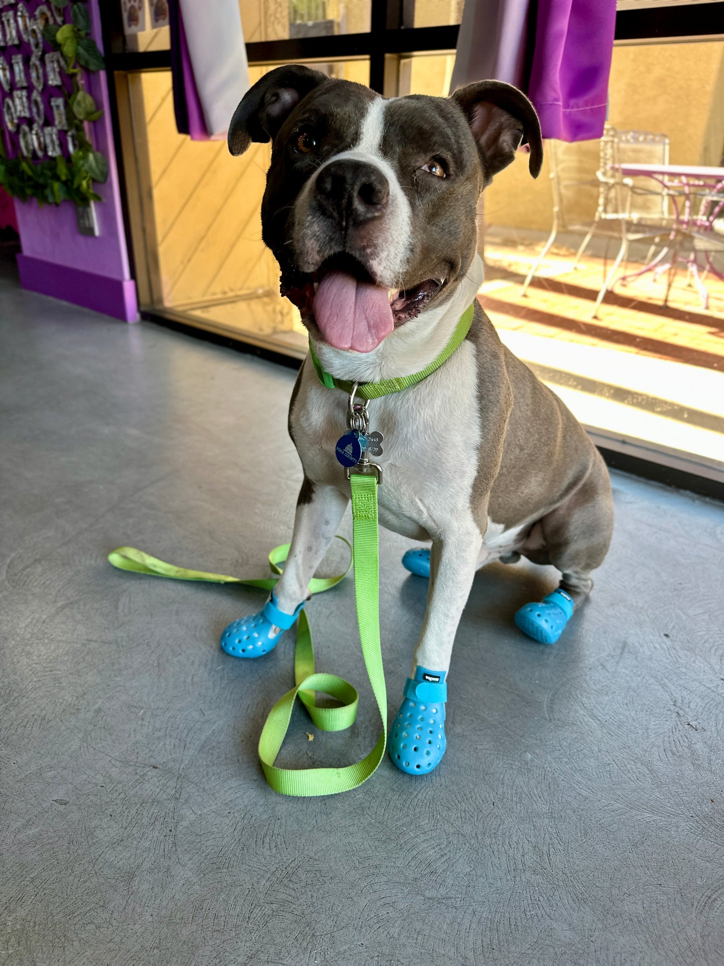 PET SHOES (Set of 4)