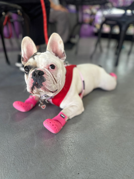 PET SHOES (Set of 4)