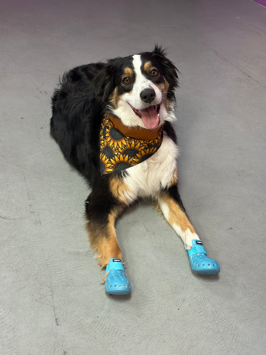 PET SHOES (Set of 4)