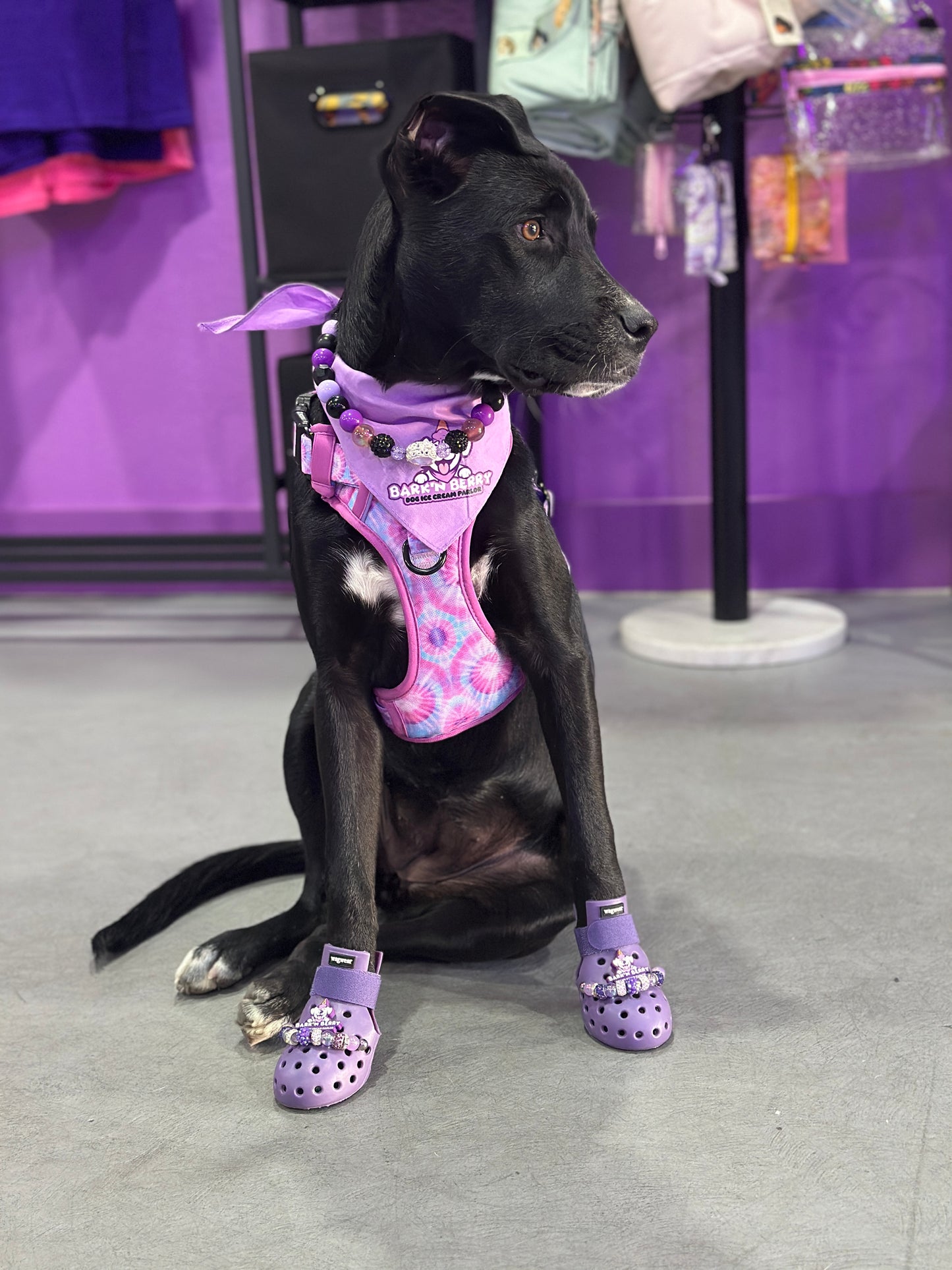 PET SHOES (Set of 4)