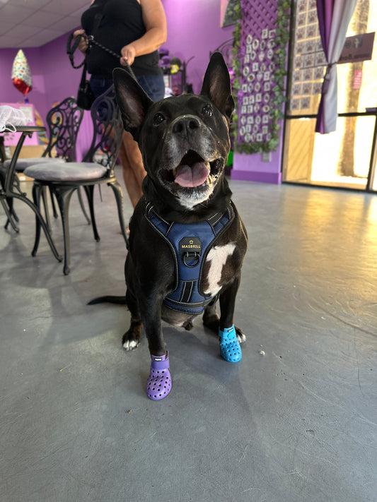 PET SHOES (Set of 4)