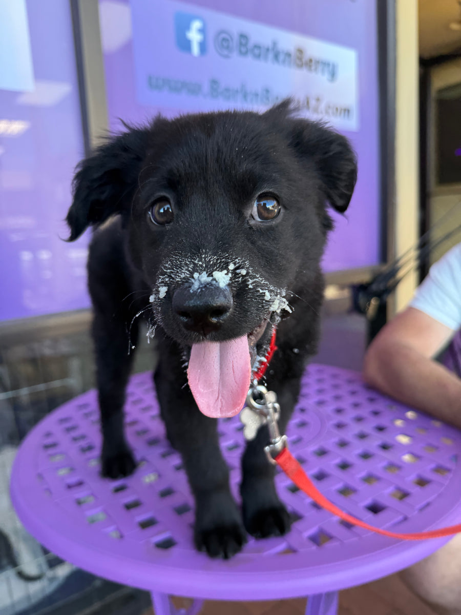 DOGGY ICE CREAM