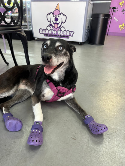 PET SHOES (Set of 4)