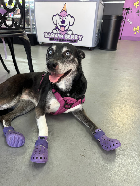 PET SHOES (Set of 4)