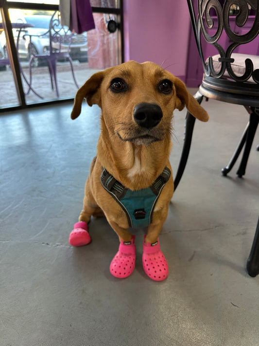 PET SHOES (Set of 4)