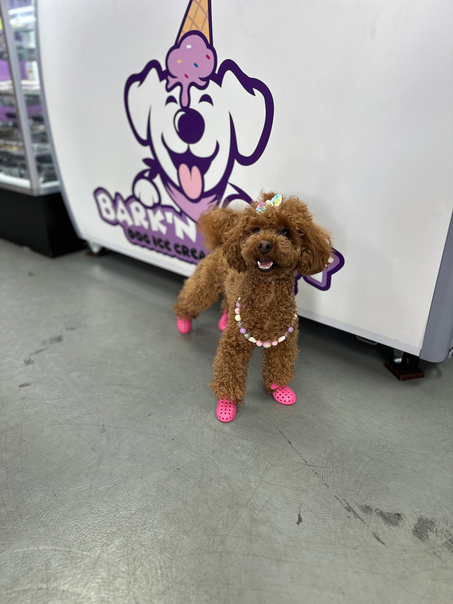 PET SHOES (Set of 4)