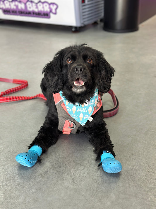PET SHOES (Set of 4)
