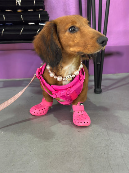 PET SHOES (Set of 4)