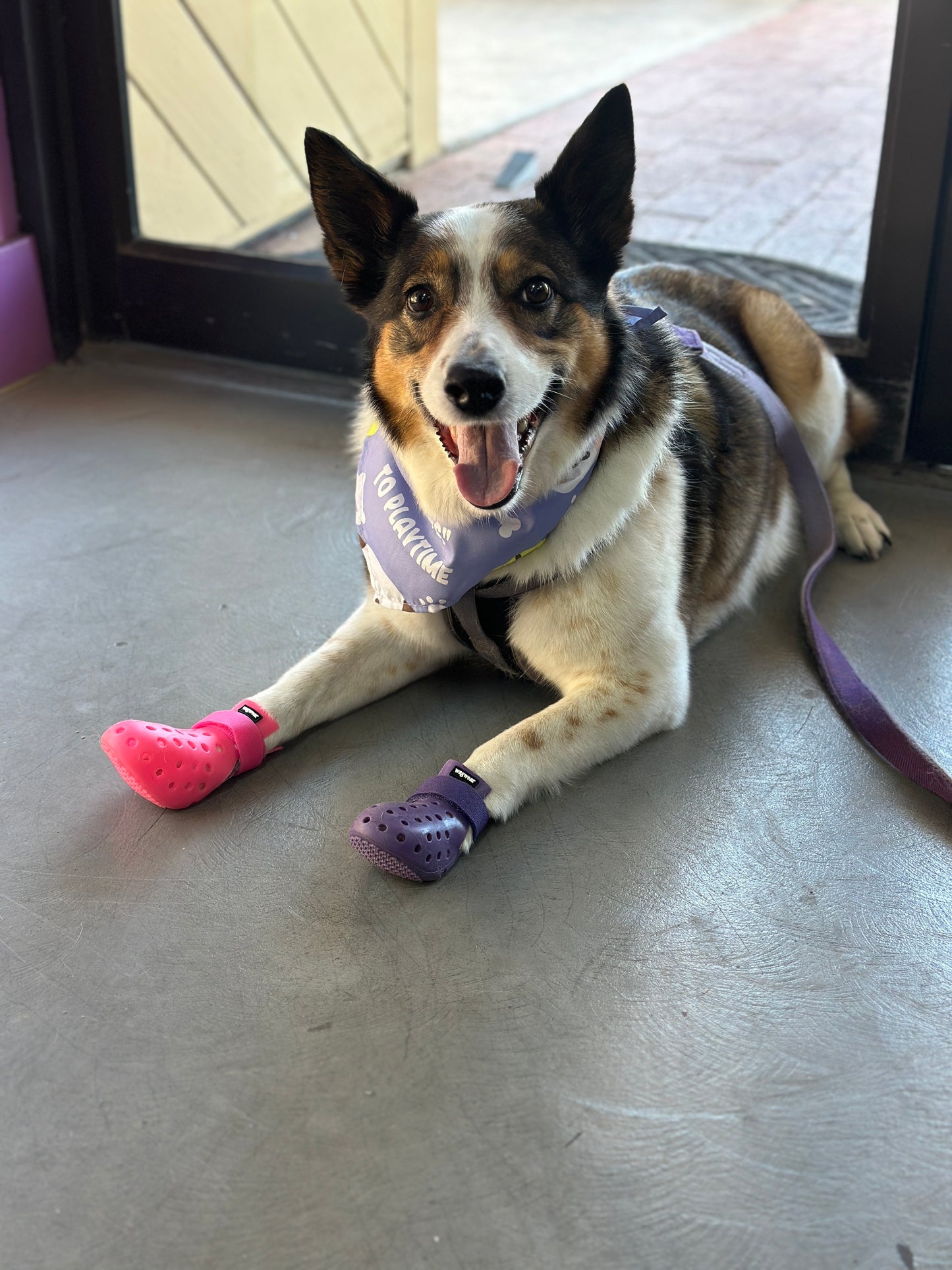 PET SHOES (Set of 4)