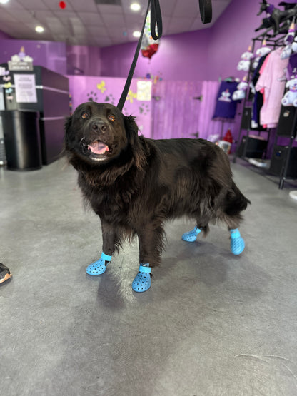 PET SHOES (Set of 4)