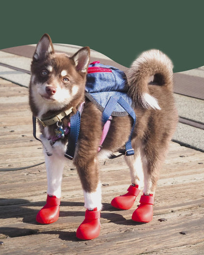 PET SHOES (Set of 4)